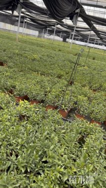 高度15厘米小叶栀子