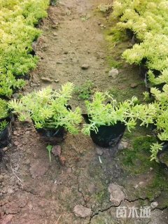 高度10厘米佛甲草