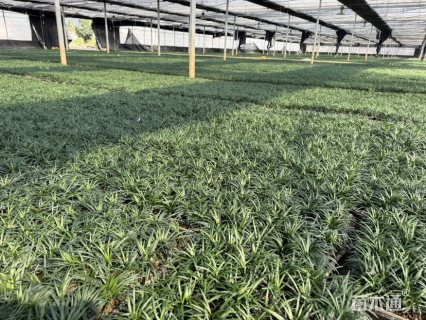 高度10厘米玉龙草