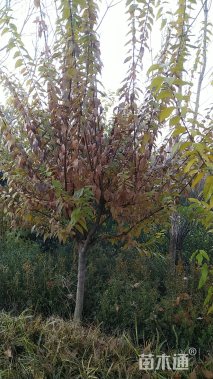 高度400厘米蜡梅