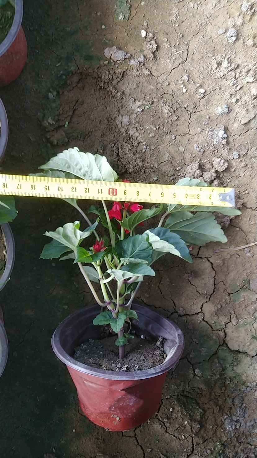 高度10厘米一串红