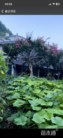 13.5公分西南紫薇