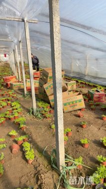 高度10厘米佛甲草