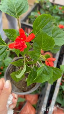 高度15厘米一串红