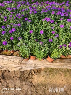 高度15厘米细叶美女樱