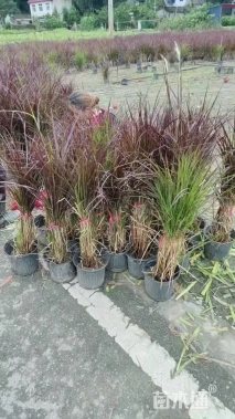 高度30厘米紫叶狼尾草