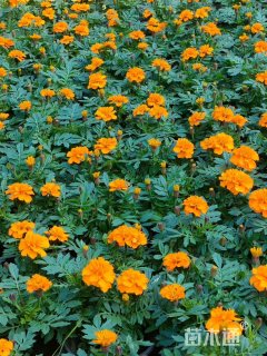 高度15厘米孔雀草