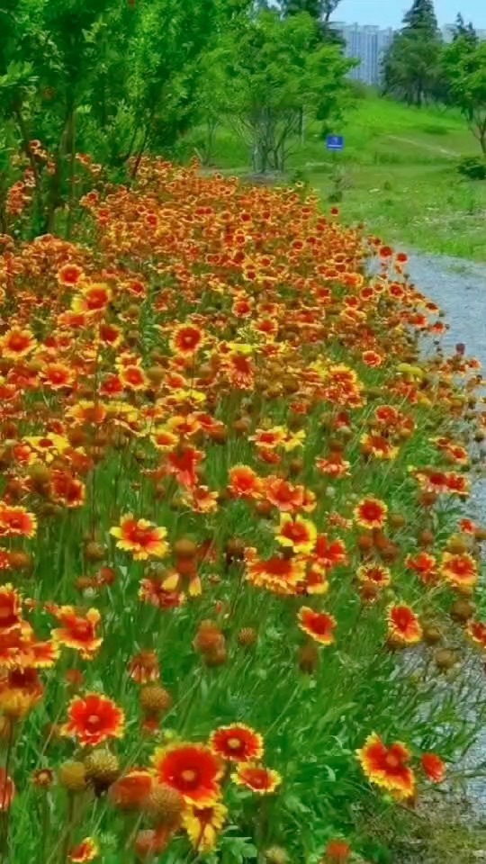 高度15厘米宿根天人菊