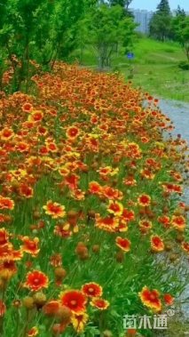 高度15厘米宿根天人菊