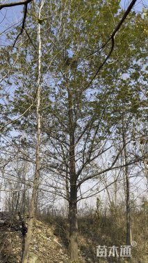 30公分枫杨
