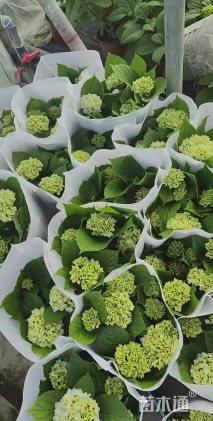 高度40厘米八仙花