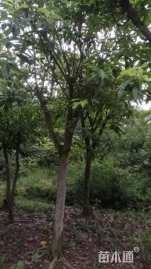 15公分黄葛树