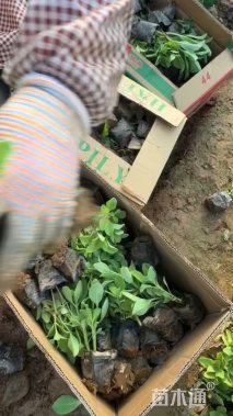 高度10厘米八宝景天