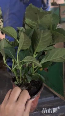 高度15厘米八仙花