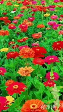 高度15厘米百日草