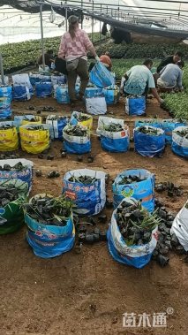 高度20厘米百子莲