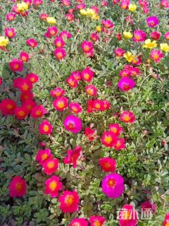 高度15厘米半枝莲