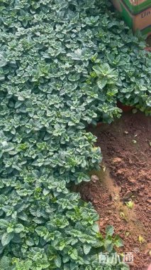 高度10厘米薄荷