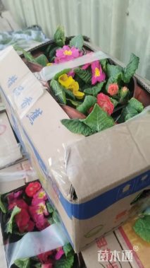 高度15厘米报春花