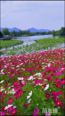 高度10厘米波斯菊