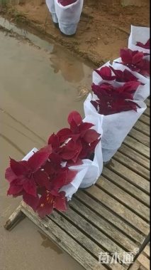 高度15厘米彩叶草