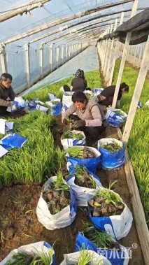 高度20厘米水生鸢尾