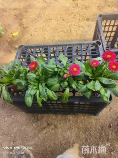 高度15厘米雏菊