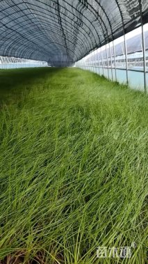 高度20厘米葱兰