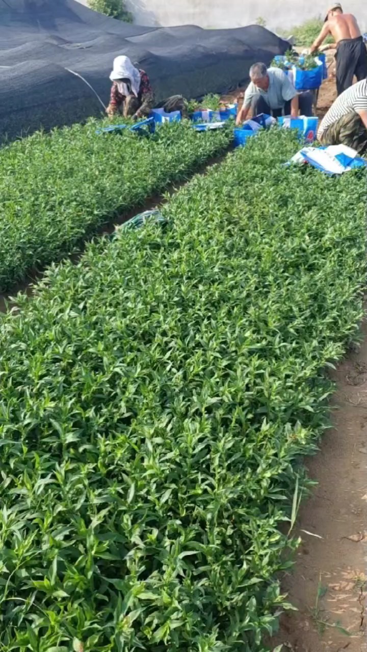 高度15厘米翠菊
