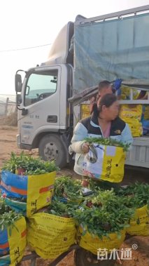 高度15厘米大花金鸡菊