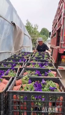 高度15厘米矮牵牛