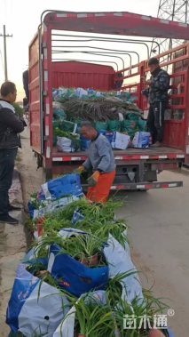 高度15厘米大花萱草