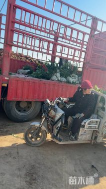 高度50厘米大叶黄杨