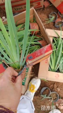 高度20厘米德国鸢尾