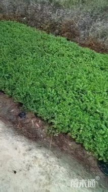 高度15厘米萼距花