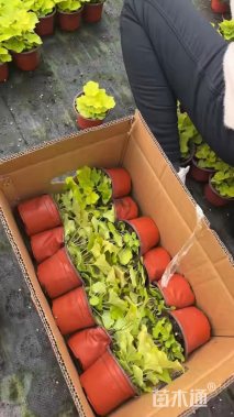 高度15厘米矾根