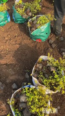 高度20厘米绣线菊