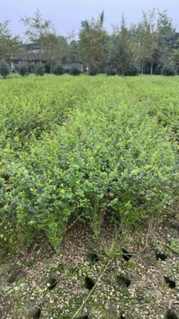 高度40厘米毛叶丁香