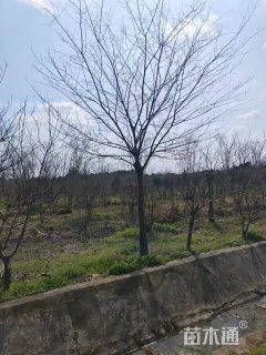 7公分朴树