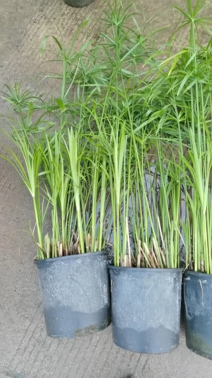高度30厘米旱伞草
