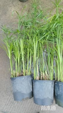高度30厘米旱伞草