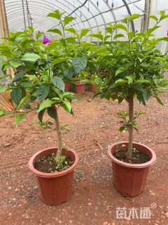 高度40厘米三角梅