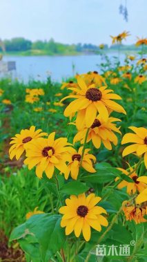 高度10厘米黑心菊