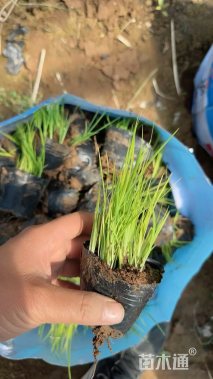 高度15厘米花菖蒲