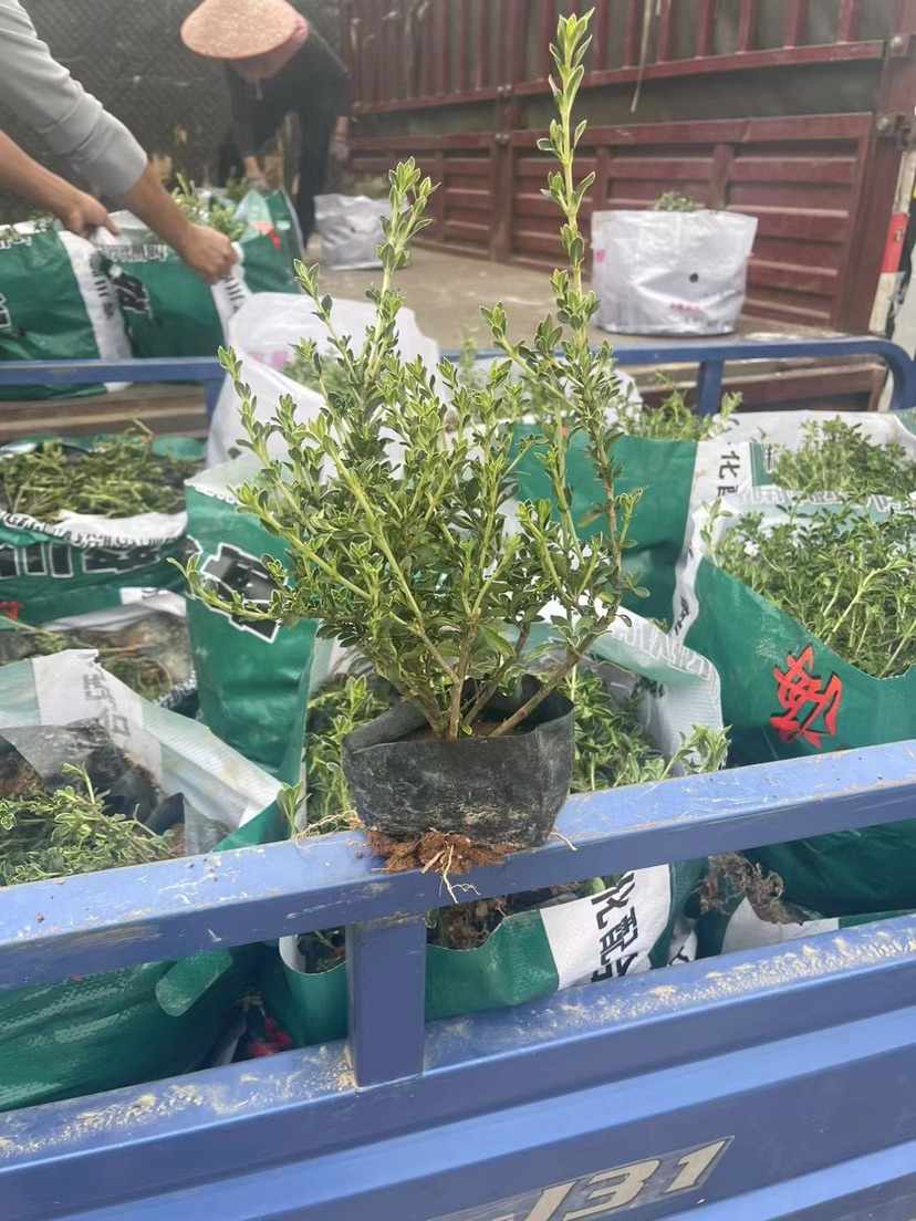 高度25厘米六月雪小苗