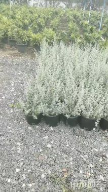 高度30厘米银叶仓鼠
