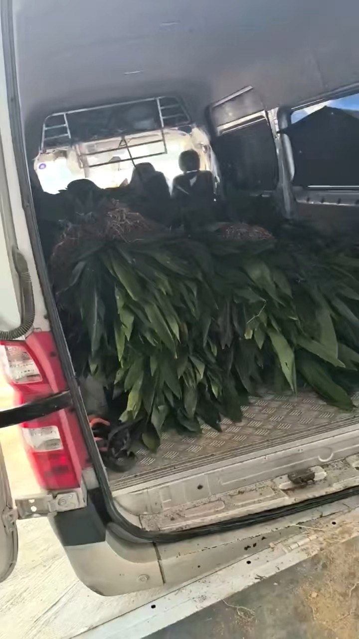 高度50厘米一叶兰