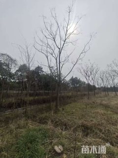 18公分栾树