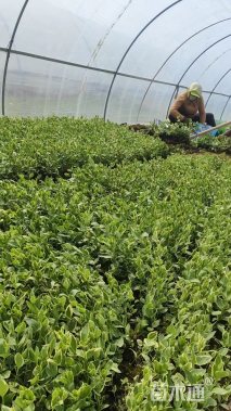高度40厘米花叶蔓长春