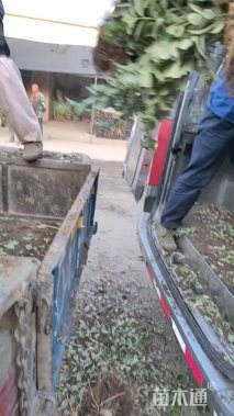 高度30厘米金边黄杨